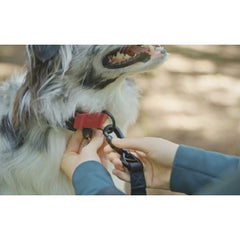Mountain Hound Bungee Leash: The Safest Way to Walk Your Dog